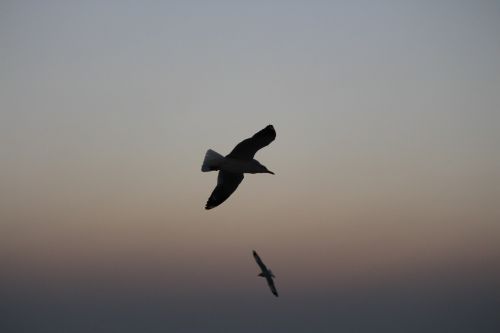 sea bird sea beach nature