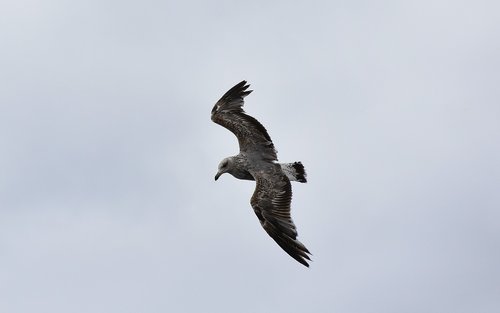 sea bird  seagull  sea