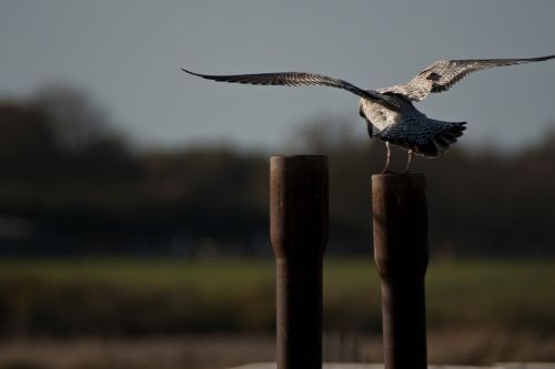 sea bird landing iron post