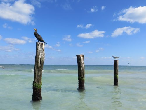 sea birds cormorant posts
