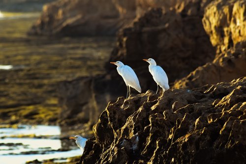 sea birds  rock  nature