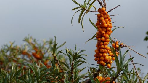 sea buckthorn plant bush