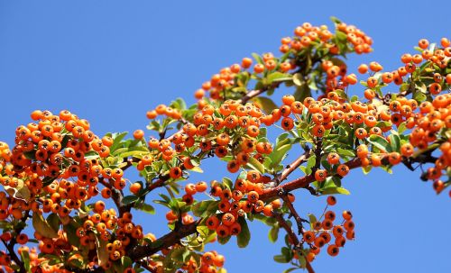 sea buckthorn plant orang