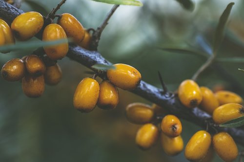 sea buckthorn  plant  fruit