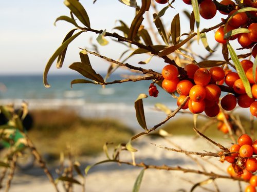 sea buckthorn  in the  north