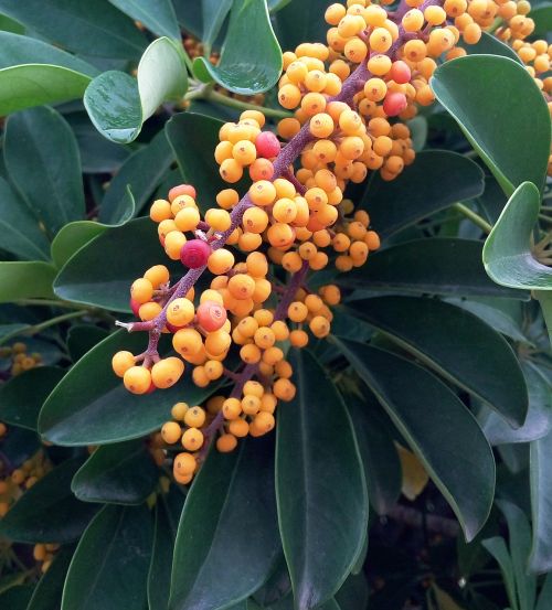 sea buckthorn fruits yellow fruit autumn