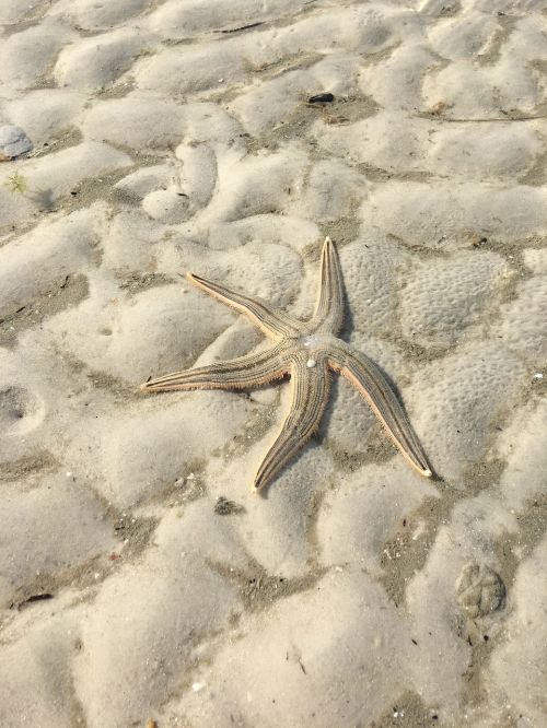 sea creature sea life star fish