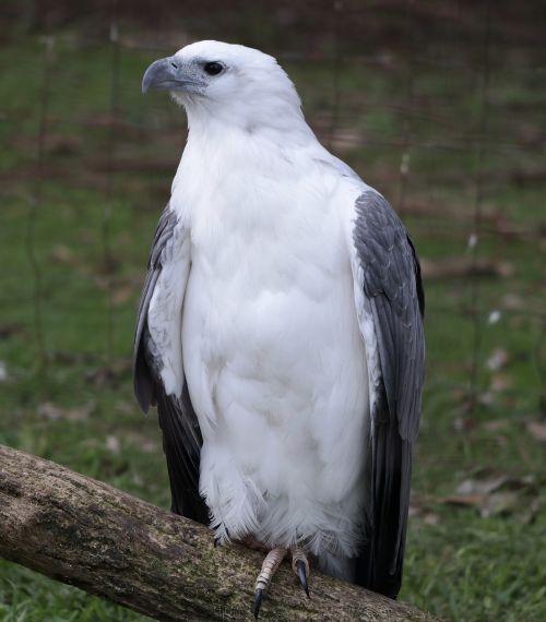 sea eagle nature bird