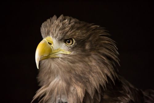 sea eagle raptor nature