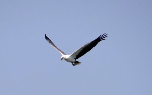 sea eagle eagle white-bellied