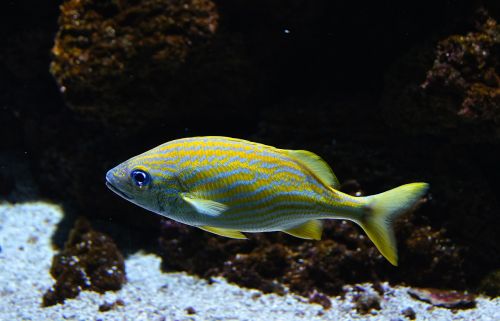 sea ​​fish fish coral fish
