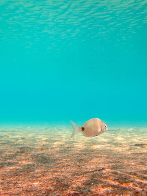 Sea Fish Underwater