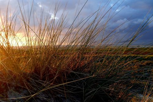 sea grass dune grass dunes