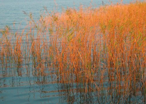 sea grass lake abendstimmung