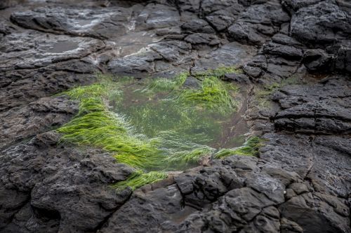 sea grass stones green