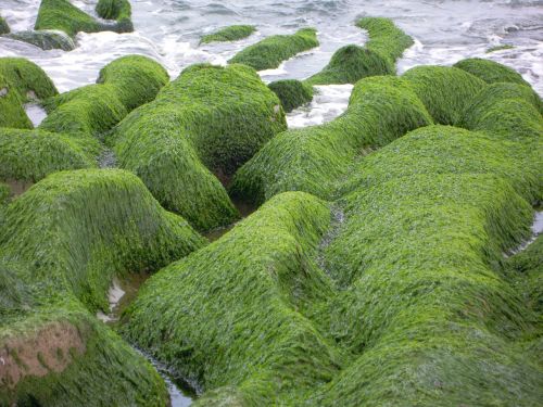 sea groove sea weed sea 蝕 gou