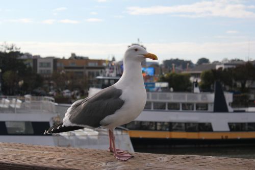 sea gull animal bird