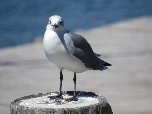 sea gull bird post