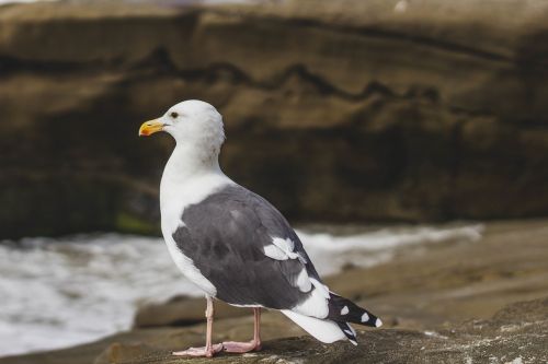 sea gull gull bird
