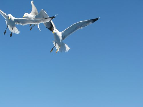 sea gull sky fly