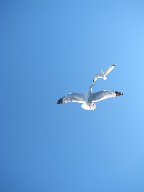 sea gull sky fly