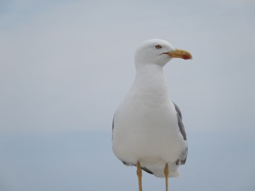 sea gull bird seagull