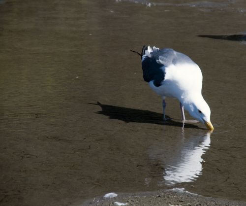 Sea Gull