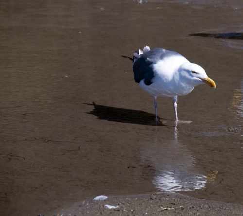 Sea Gull