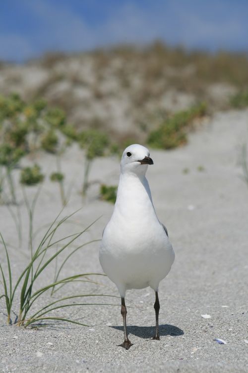 sea gull bird west coast beach