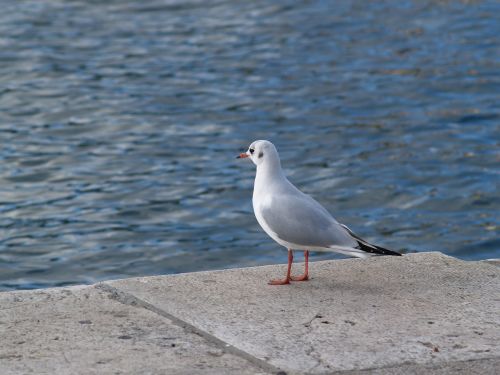 sea gull animal bird