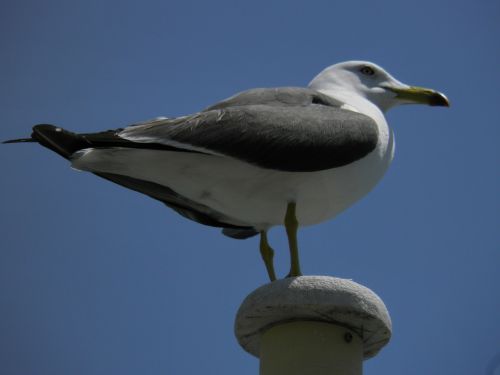 sea gull bird port