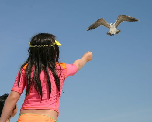 sea gull little girl bird