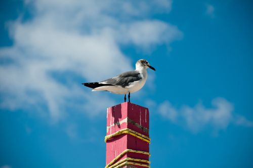 sea gull travel summer
