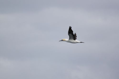 sea gull bird flight