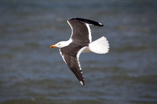 sea gull gull north sea