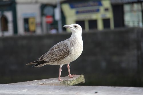 sea gull nature bird