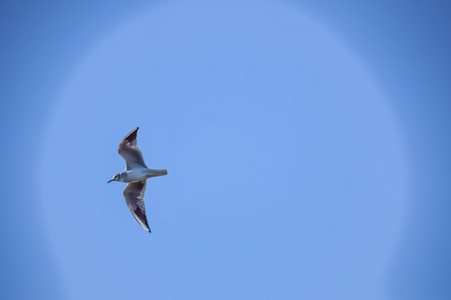 sea gull  sky  flight
