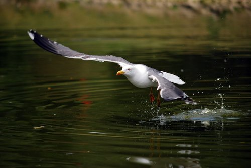 sea gull  water  taking off