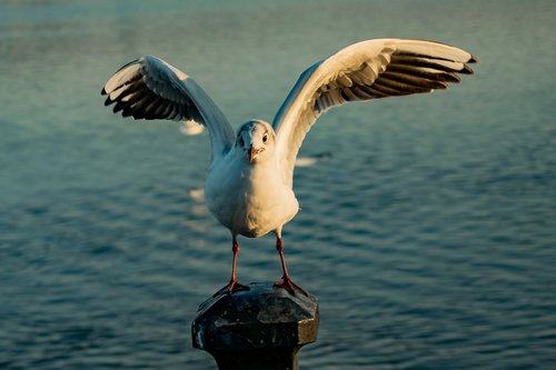 sea gull  lake  bill