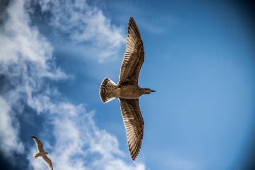 sea gull bird sky