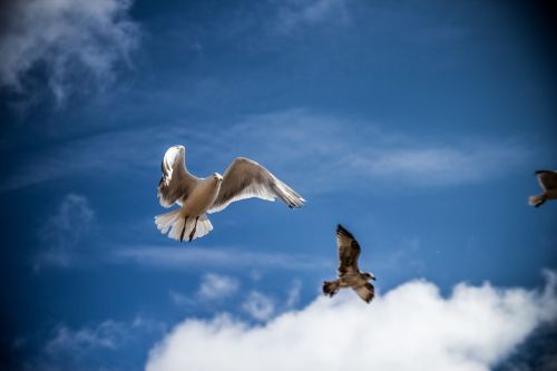 sea gull bird sky