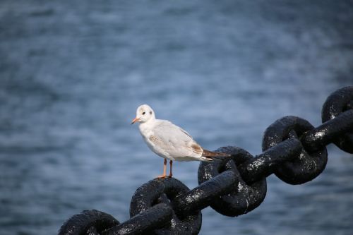 sea gull yamashita park sea