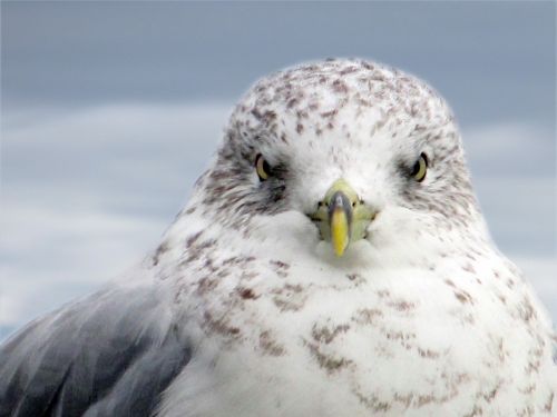 Sea Gull Stare Down