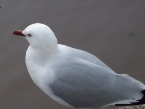 Sea Gull