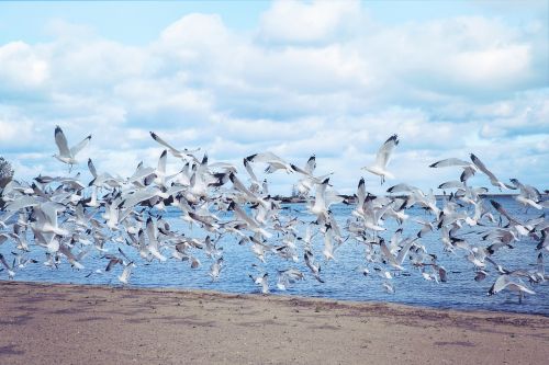 sea gulls seagulls lake