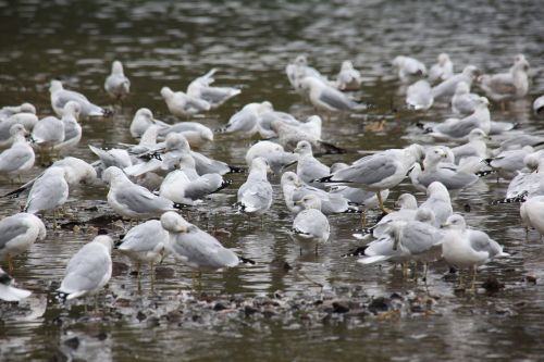 sea gulls birds animals