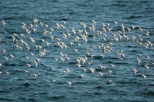 sea gulls  birds  ocean