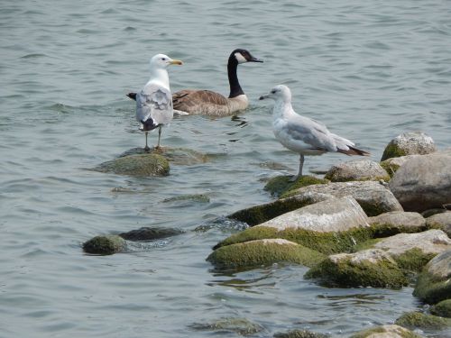 sea gulls canada goose goose