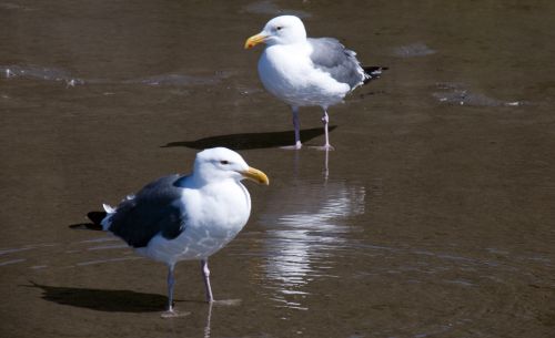 Sea Gulls