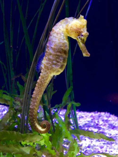 sea horse aquarium marine life